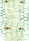 o.T., 2004, Aquarell auf Papier, 20,8x18,7cm