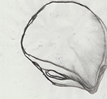 Untitled, 2019, charcoal on transparent paper, 20,7x22cm